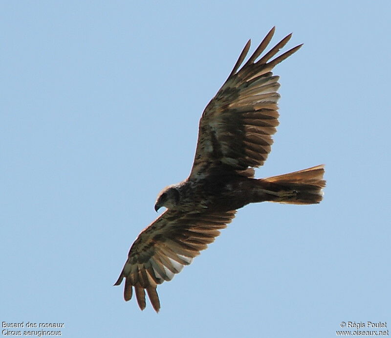 Western Marsh Harrier female adult, Flight