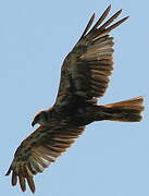 Western Marsh Harrier