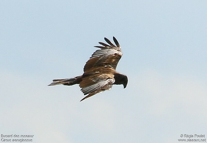 Western Marsh Harrier, Flight