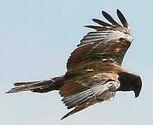 Western Marsh Harrier