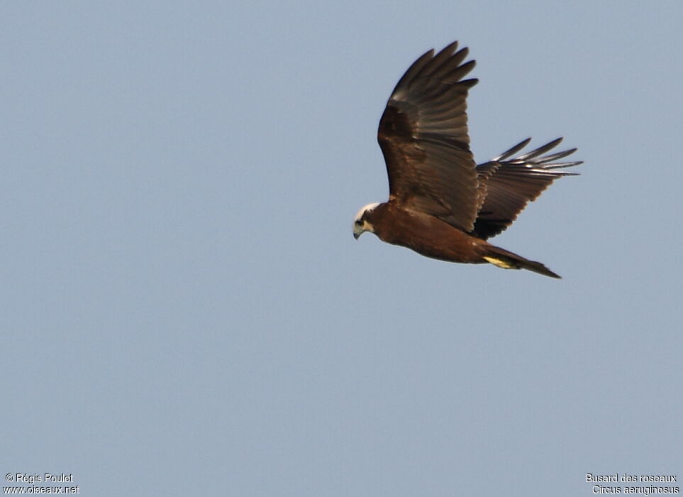 Western Marsh Harrier, Flight