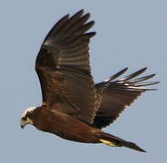 Western Marsh Harrier