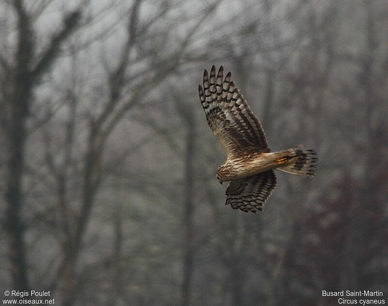 Hen Harrier female adult, Flight, Behaviour