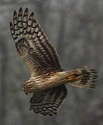 Hen Harrier