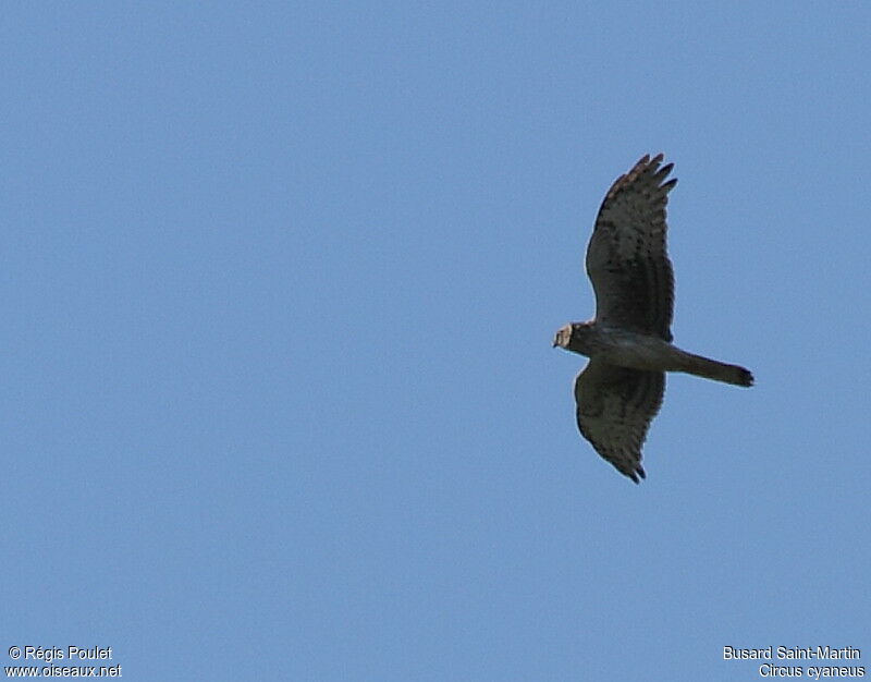 Hen Harrier female adult, Flight