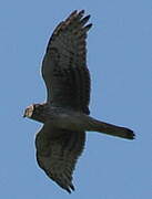 Hen Harrier