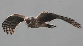 Hen Harrier