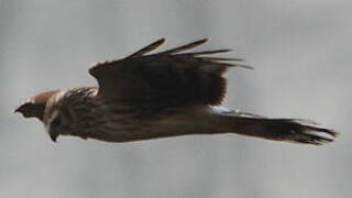 Hen Harrier