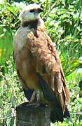 Black-collared Hawk