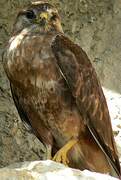 Long-legged Buzzard