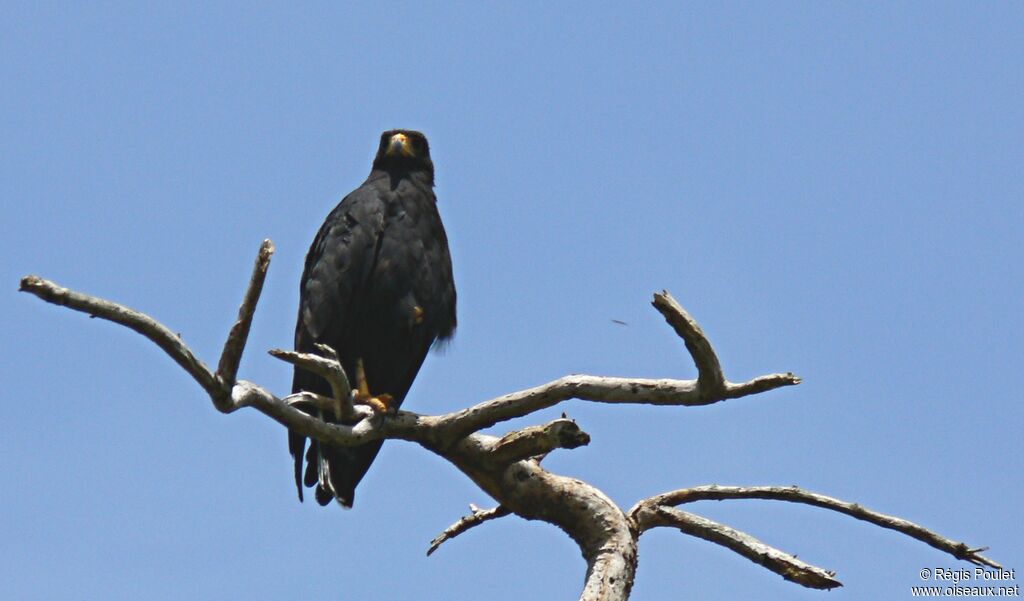 Buse noire, identification