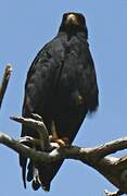 Common Black Hawk