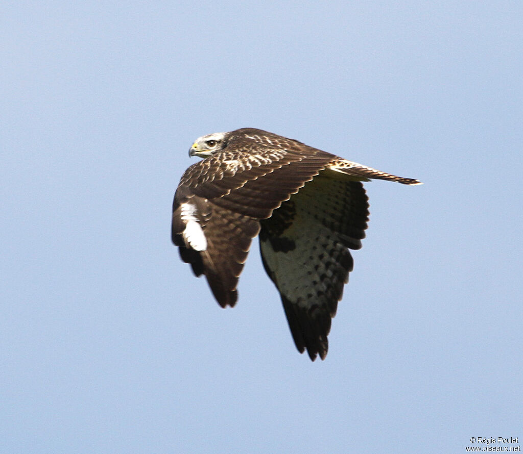 Buse variable, Vol