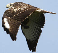 Common Buzzard