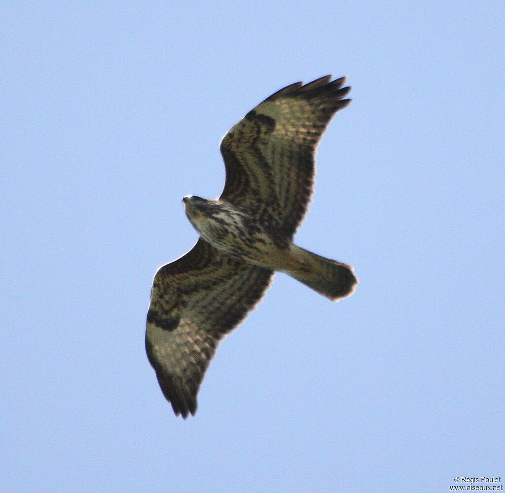 Common Buzzard, Flight