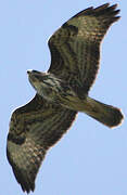 Common Buzzard