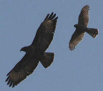 Common Buzzard