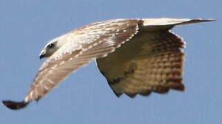 Common Buzzard