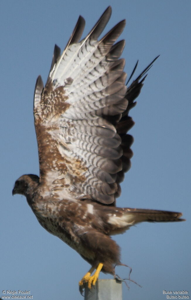 Buse variable