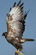 Buse variable