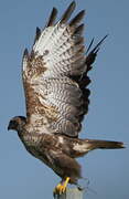 Common Buzzard