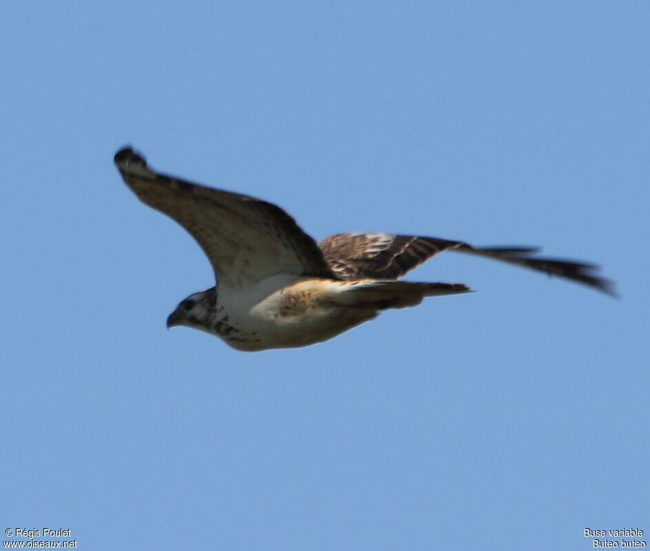 Common Buzzardjuvenile