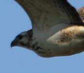 Buse variable