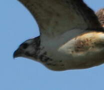 Common Buzzard