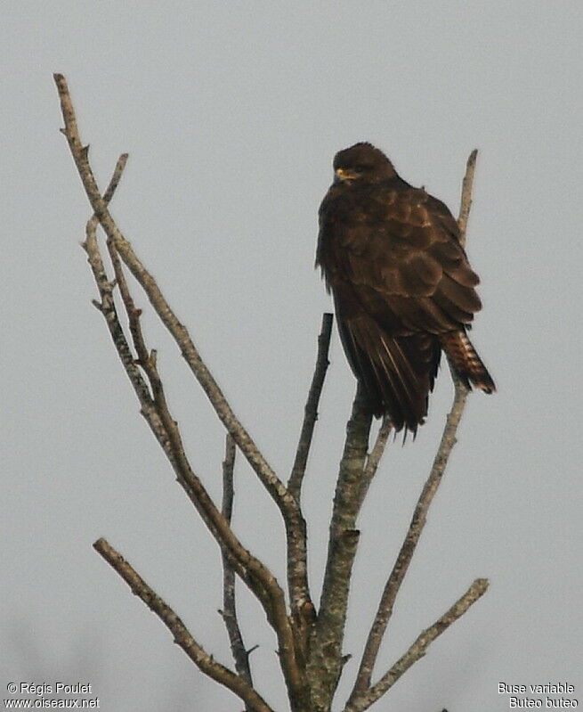 Common Buzzard