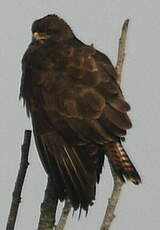 Buse variable