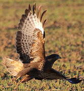 Common Buzzard