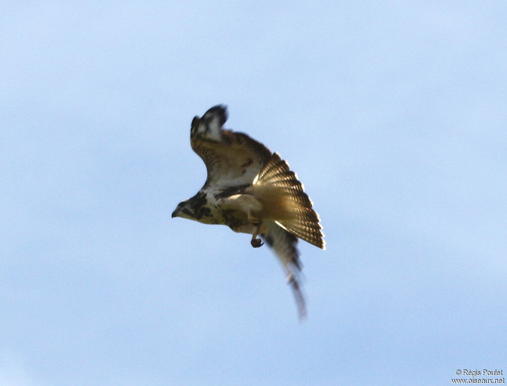 Common Buzzardadult, Flight