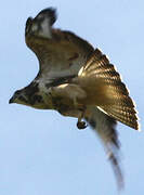 Common Buzzard