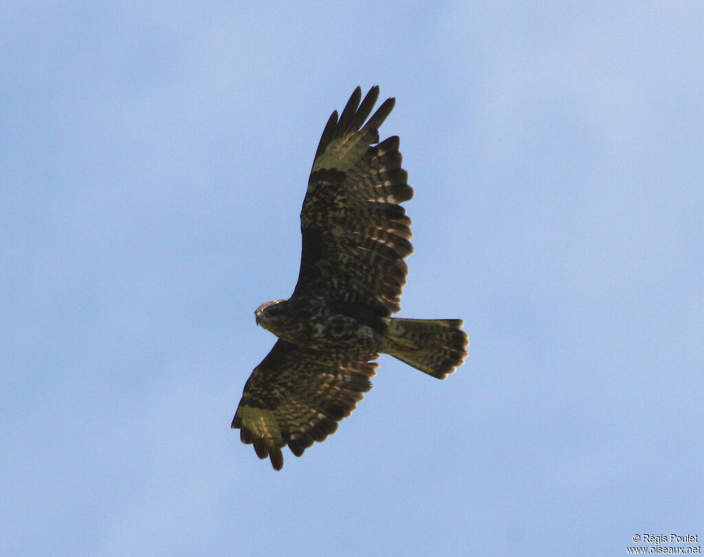 Common Buzzard, Flight