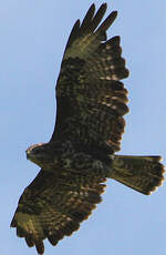 Buse variable