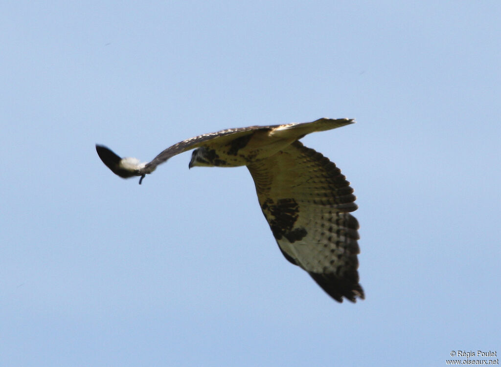 Common Buzzardadult, Flight