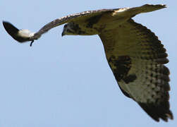 Common Buzzard