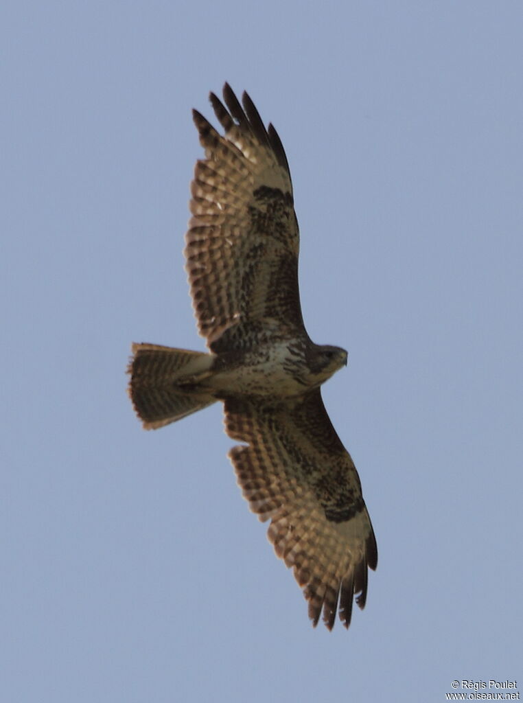 Common Buzzardjuvenile, Flight