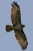 Common Buzzard