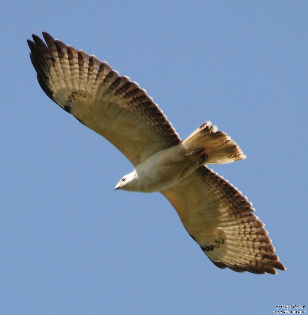 Buse variable, identification