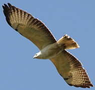 Common Buzzard