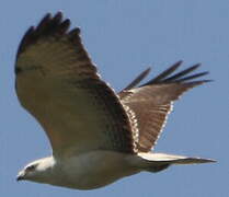 Common Buzzard