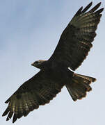 Common Buzzard