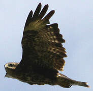 Common Buzzard