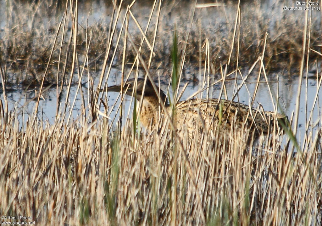 Eurasian Bittern