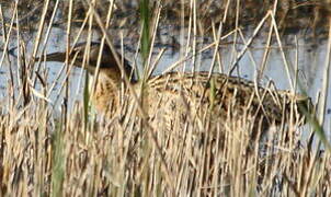 Eurasian Bittern