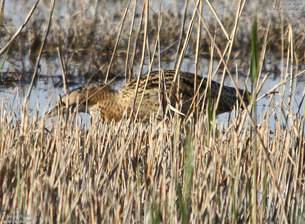 Eurasian Bittern