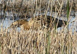 Eurasian Bittern