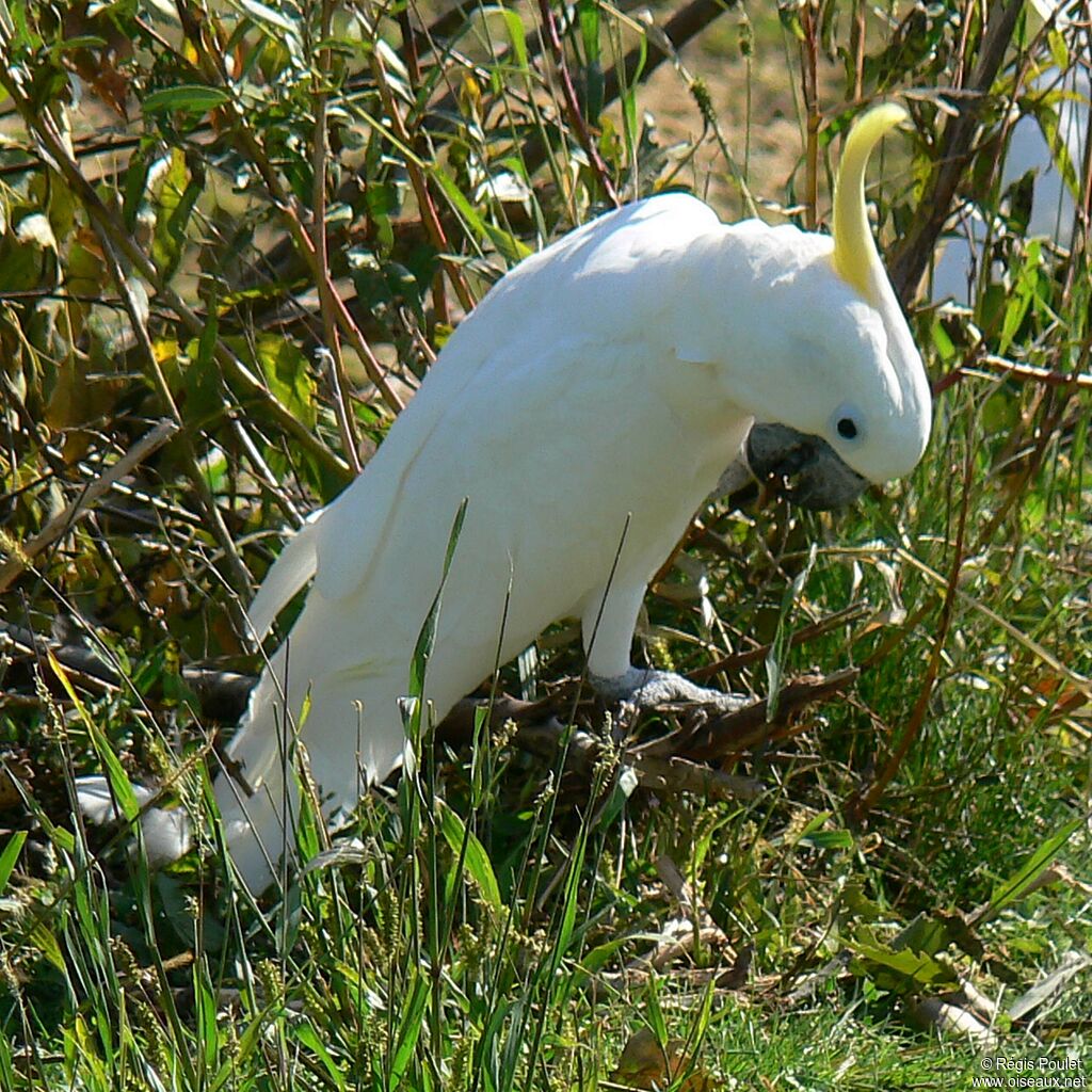 Cacatoès à huppe jauneadulte