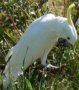 Sulphur-crested Cockatoo